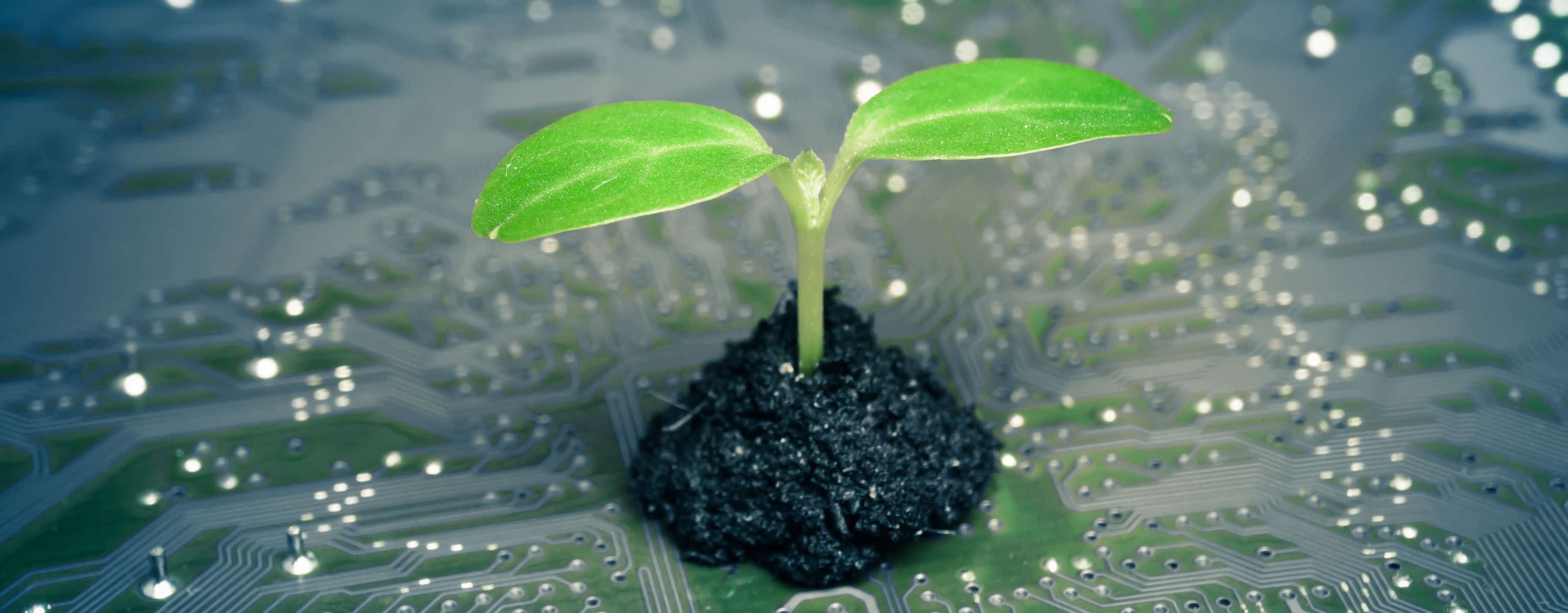 tree growing on computer circuit board / green it